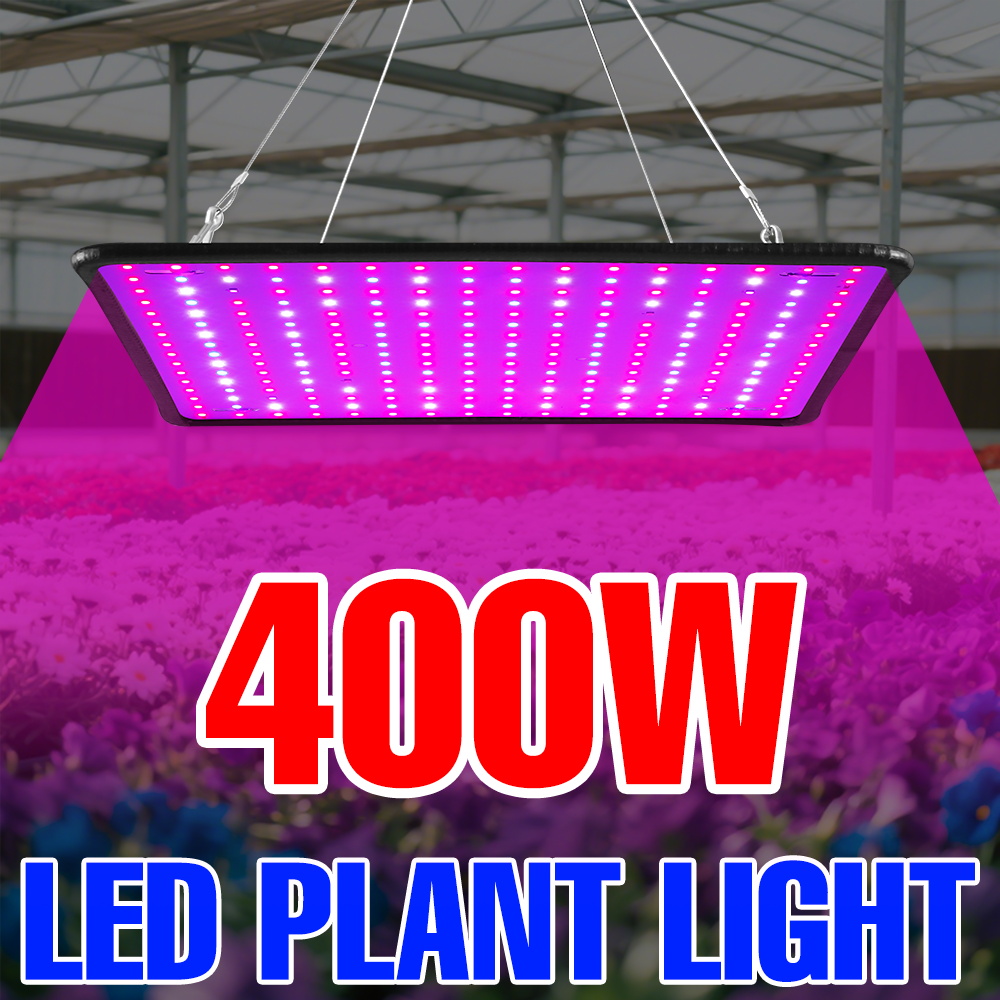 400W LED Grow Light Full Spect – обзор и цена Echeveria Succulent