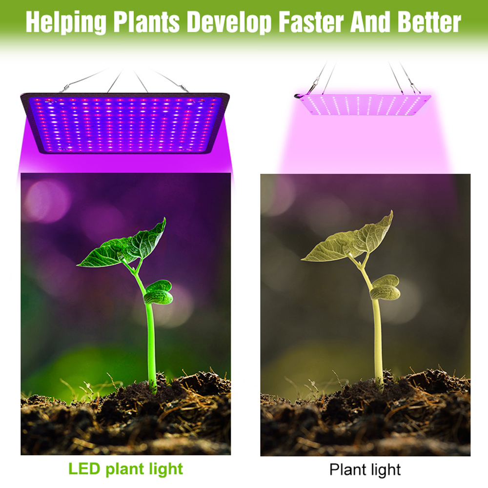 400W LED Grow Light Full Spect – обзор и цена Echeveria Succulent