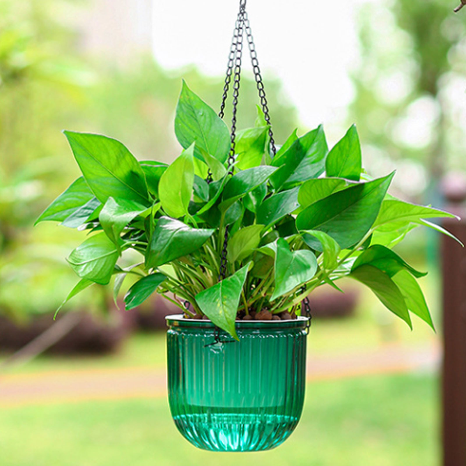 Automatic Self Watering Plant  – обзор и цена Spider Plant Hanging