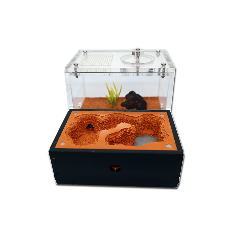 Yellow Soil Ant Farm with Exte – обзор и цена Begonia Rex