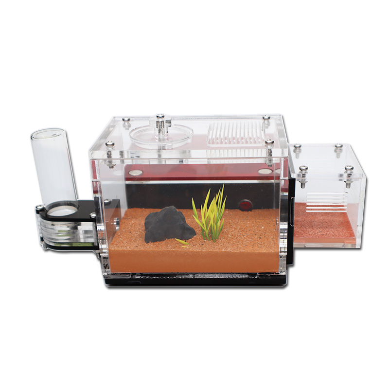Yellow Soil Ant Farm with Exte – обзор и цена Begonia Rex