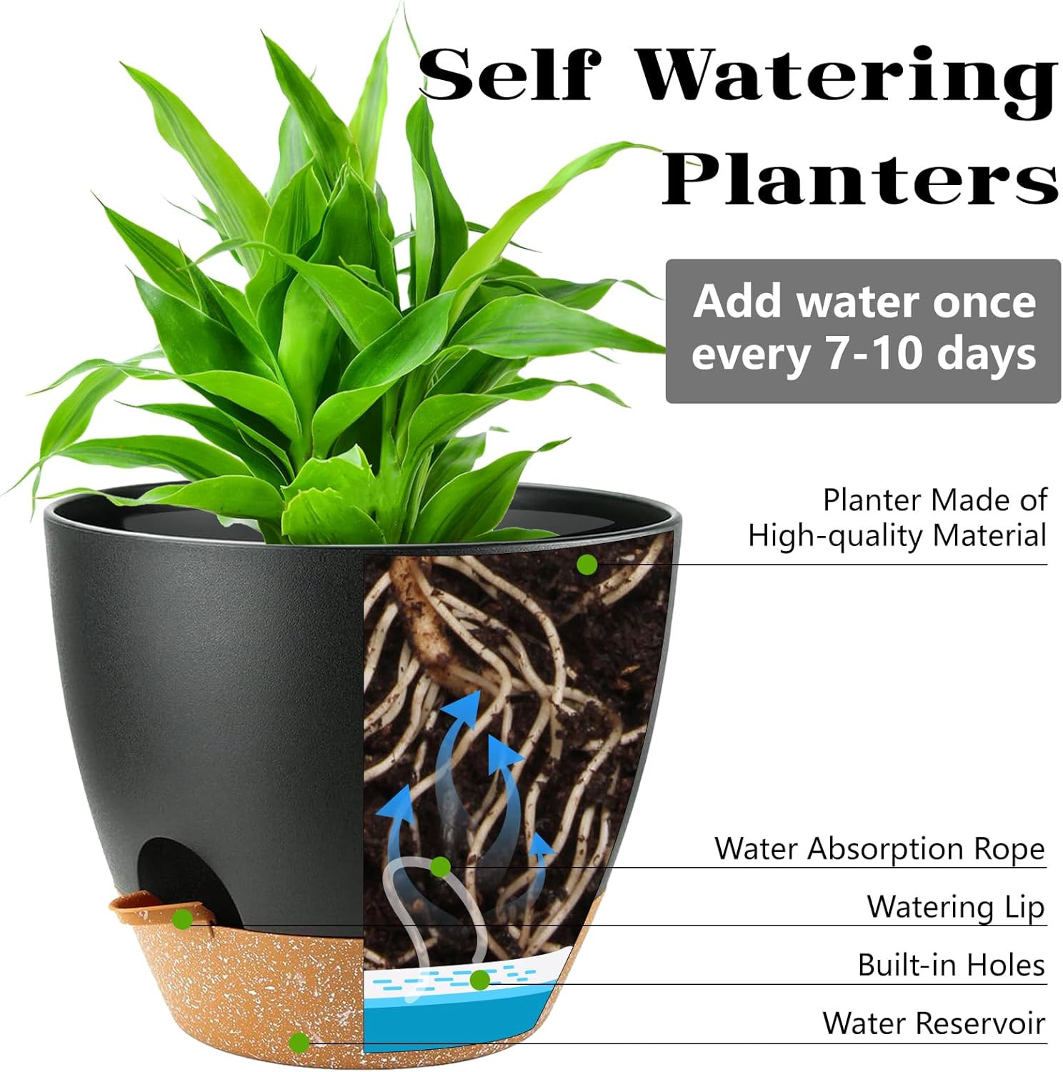 Self Watering Plant Pots with  – обзор и цена Echeveria Succulent