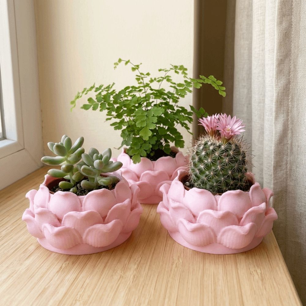 Lotus Shaped Succulent Plant P – обзор и цена Echeveria Succulent