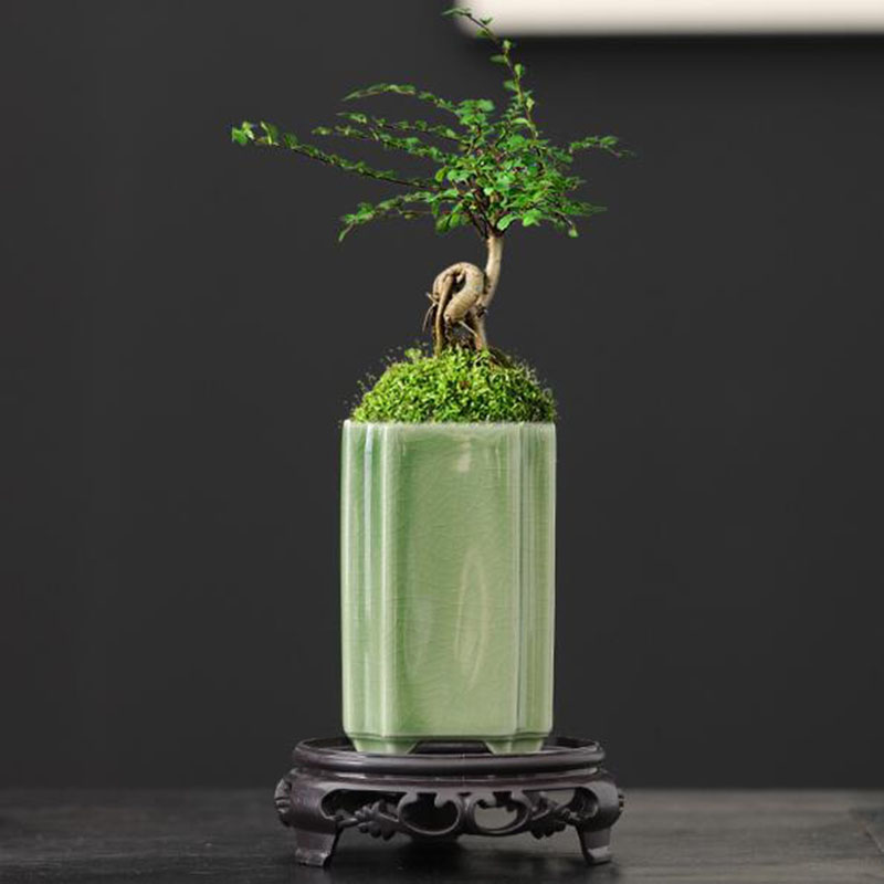 Porcelain Square Celadon Glaze – обзор и цена Pilea Peperomioides