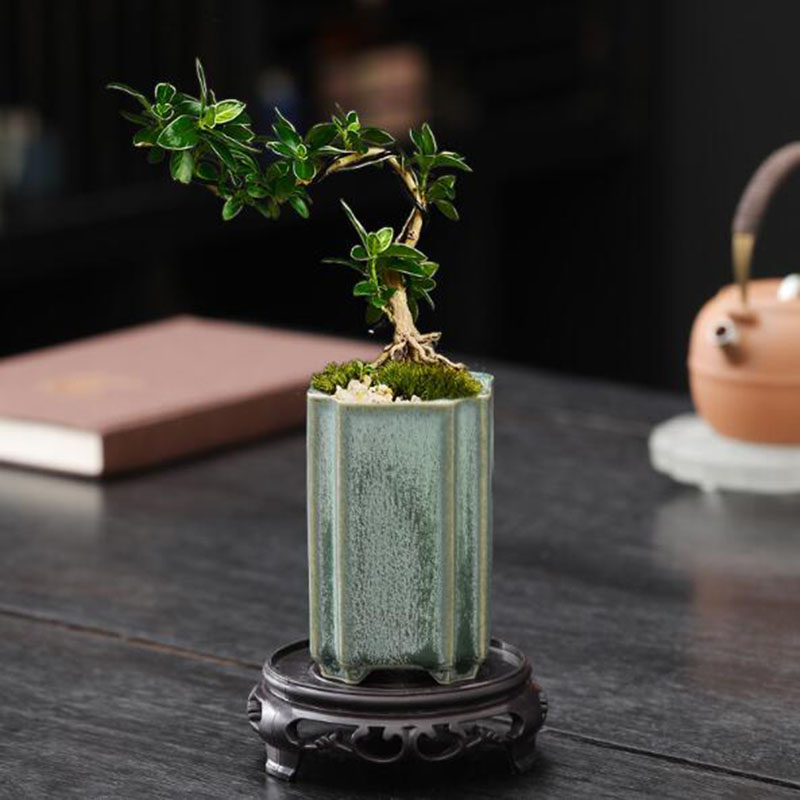 Porcelain Square Celadon Glaze – обзор и цена Pilea Peperomioides