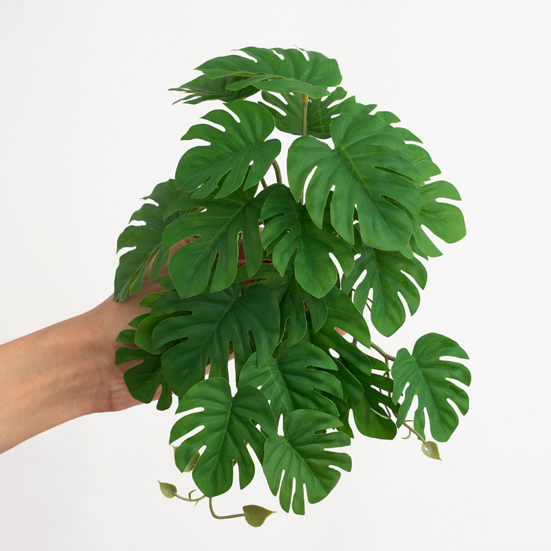 Reptile Plants for Terrarium A – обзор и цена Monstera Adansonii