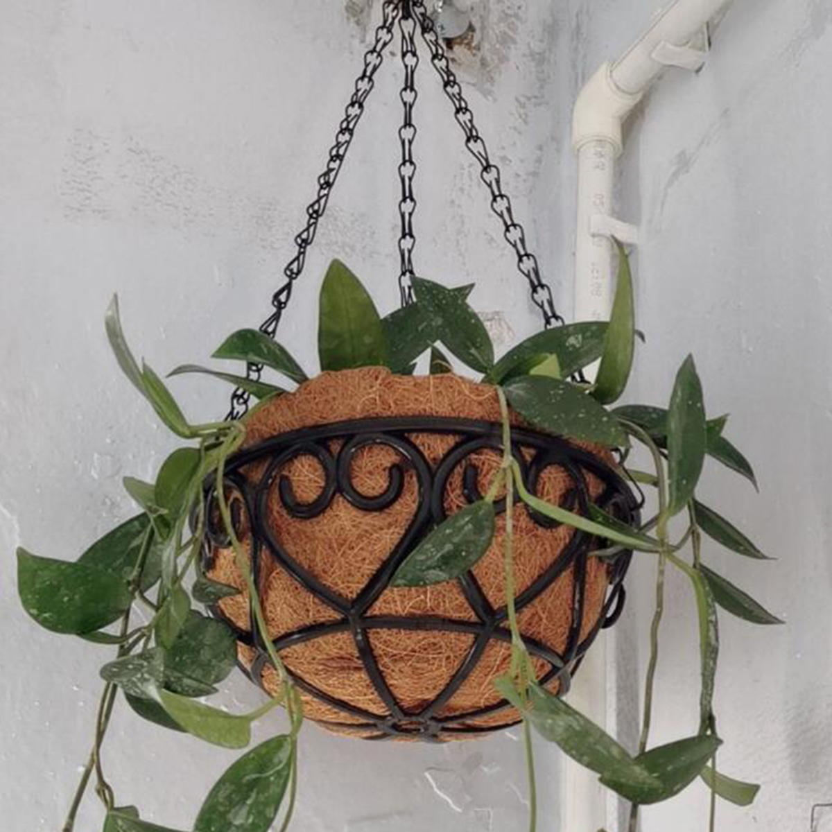 Coconut Liner Iron Chain Hangi – обзор и цена Spider Plant Hanging
