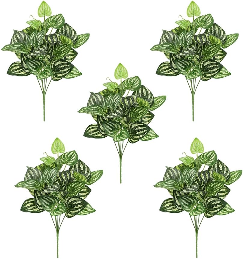 5Pcs Watermelon Peperomia Arti – обзор и цена Peperomia Watermelon