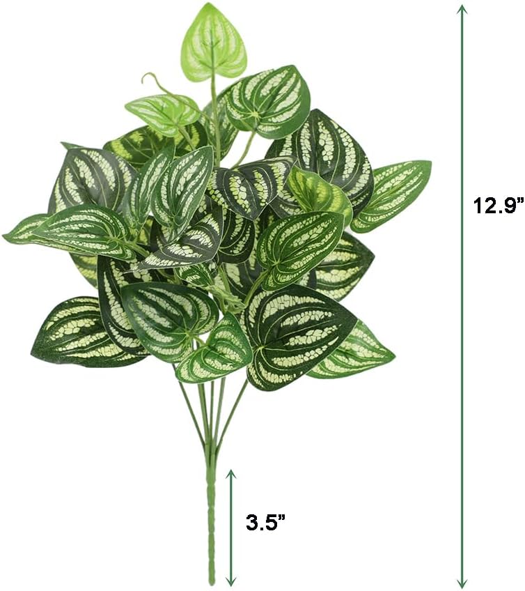5Pcs Watermelon Peperomia Arti – обзор и цена Peperomia Watermelon