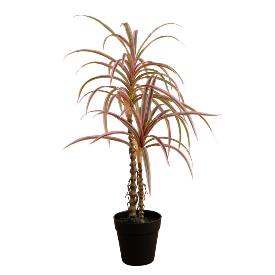 Dracaena Marginata Artificial  – обзор и цена Dracaena Marginata