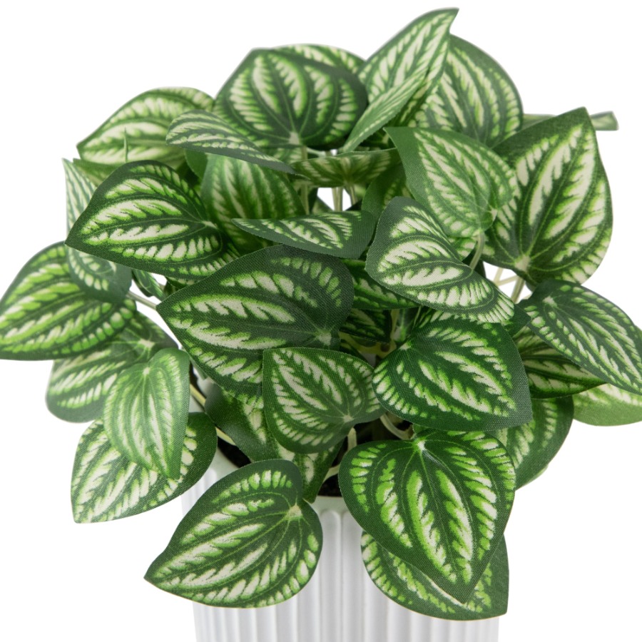 Artificial Watermelon Peperomi – обзор и цена Peperomia Watermelon
