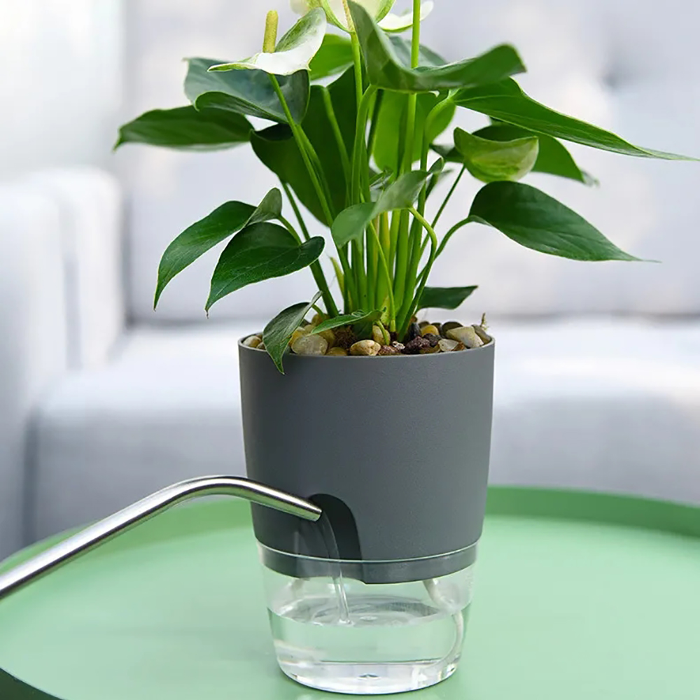 Transparent Double Layer Plast – обзор и цена Aloe Vera Pot