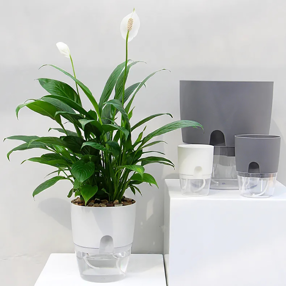 Transparent Double Layer Plast – обзор и цена Aloe Vera Pot