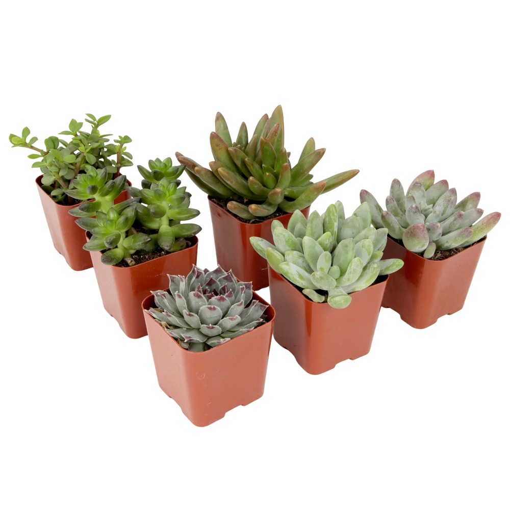 Assorted Multicolor Live Mini  – обзор и цена Echeveria Succulent