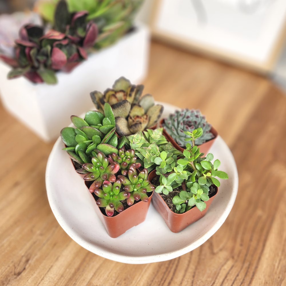 Assorted Multicolor Live Mini  – обзор и цена Echeveria Succulent