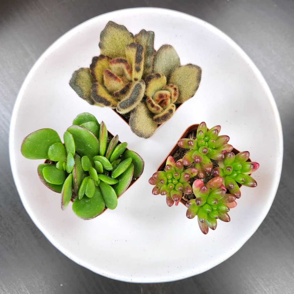 Assorted Multicolor Live Mini  – обзор и цена Echeveria Succulent