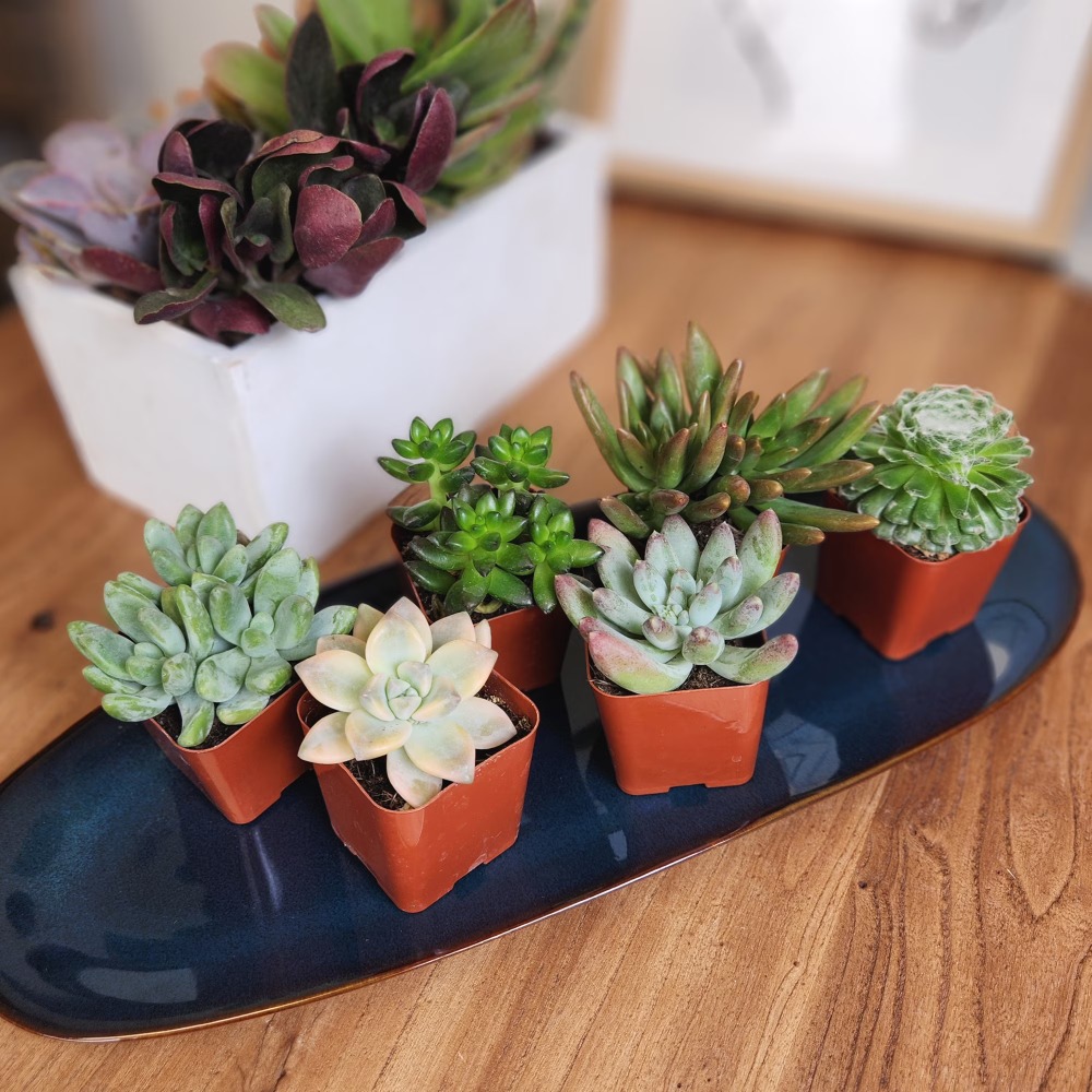 Assorted Multicolor Live Mini  – обзор и цена Echeveria Succulent